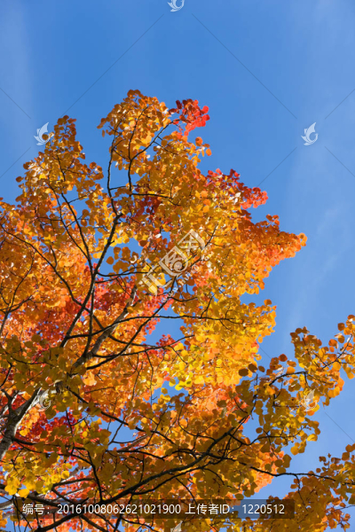 紅色的秋