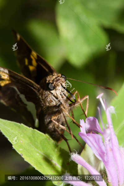 Gray,Hairstreak,Butterfly（Strymon,melinus）
