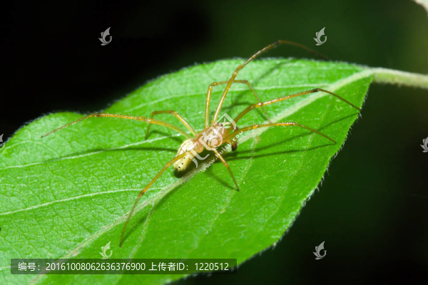 女Cobweb,Spider