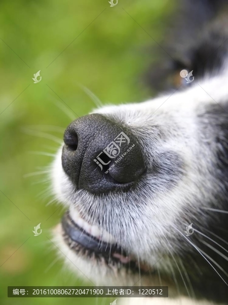 一個(gè)邊陲牧羊犬的鼻子
