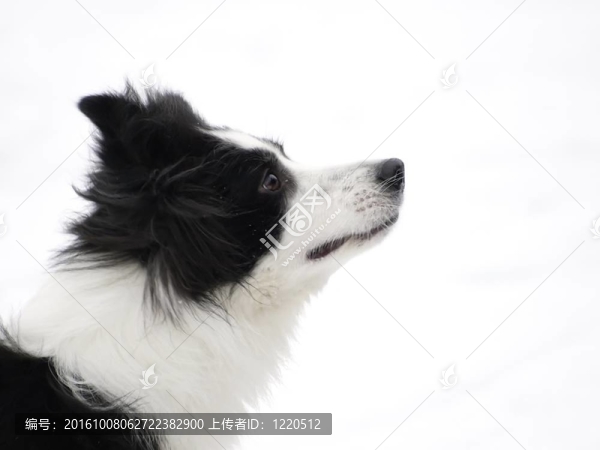 邊陲牧羊犬