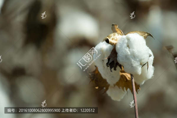 棉