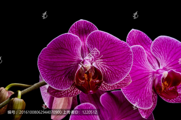 近紫蘭花