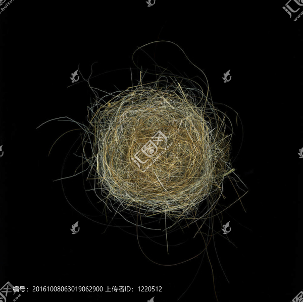 蜂鳥(niǎo)的巢