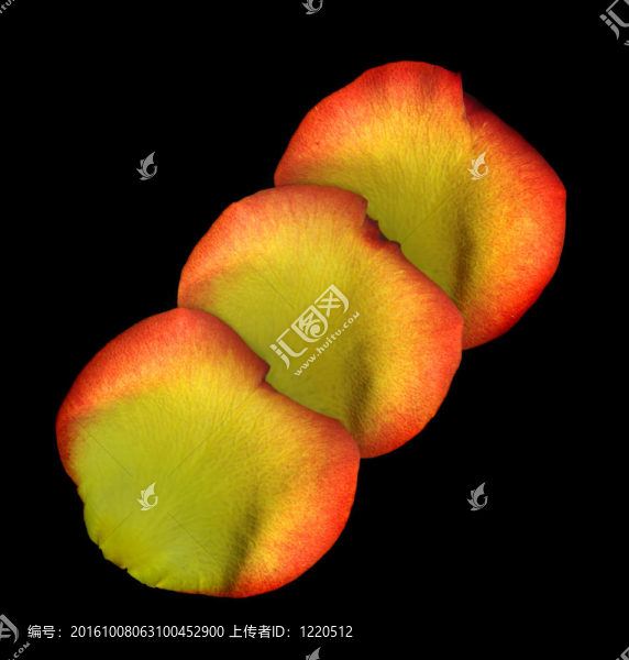 玫瑰花瓣