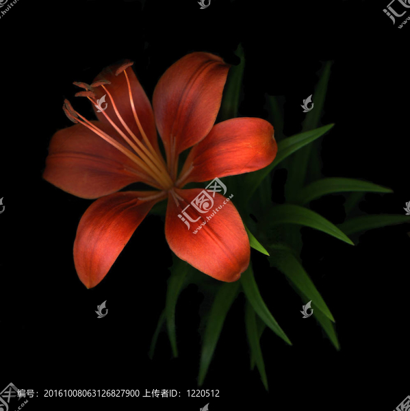 紅色的百合花