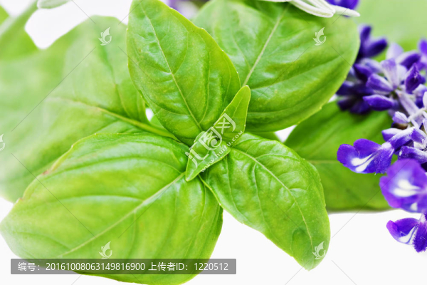 羅勒葉和開花的圣人