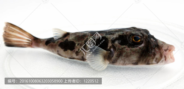 掠食性魚類
