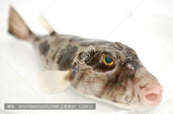 掠食性魚類