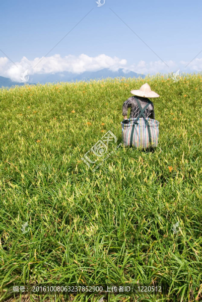 美麗的老虎百合農(nóng)場與農(nóng)民