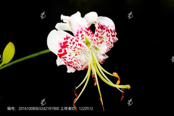 鹿子百合的變種gloriosoides黑色背景