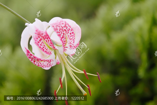 鹿子百合的變種gloriosoides綠色背景