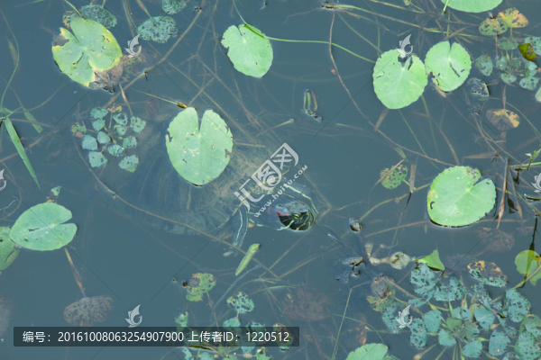 烏龜