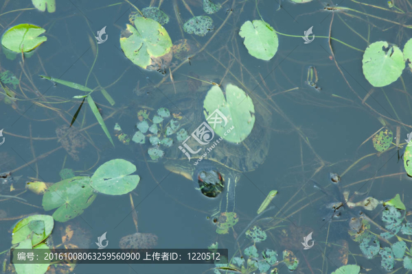 烏龜