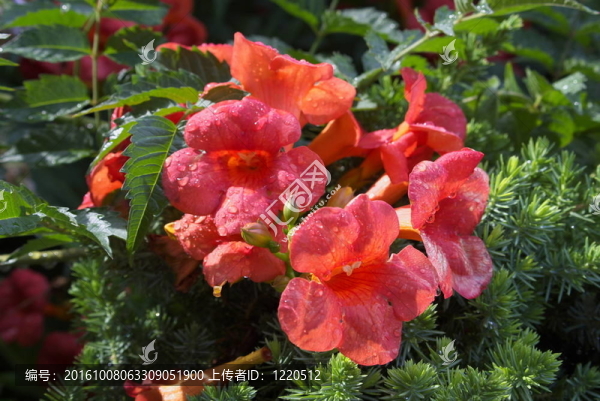濕flowerses