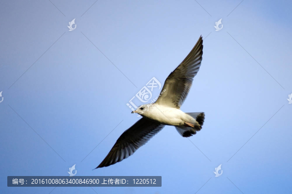 海鷗
