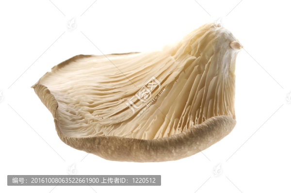 蘑菇