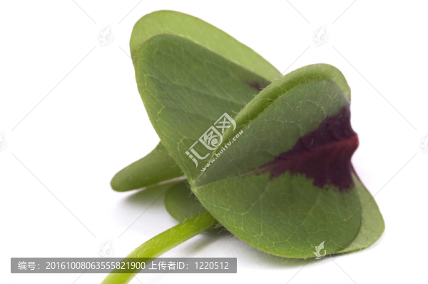 三葉草