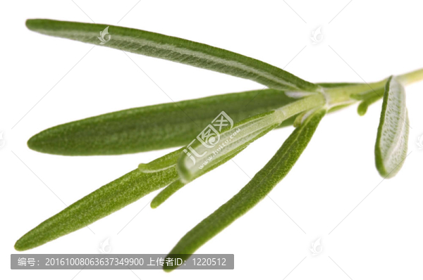 香草和香料。迷迭香