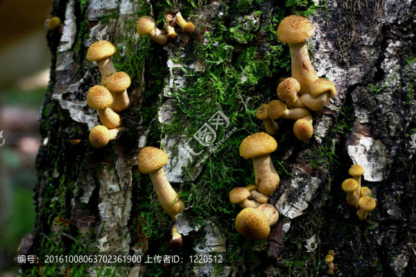 秋天的蘑菇。