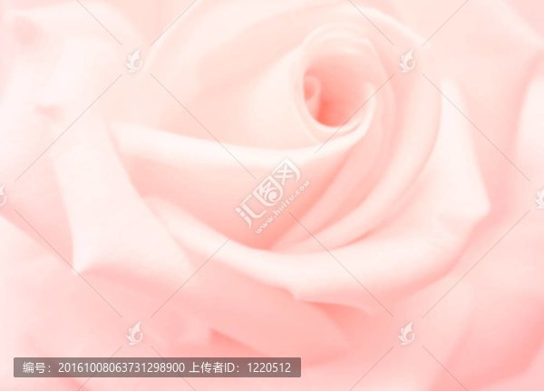 玫瑰