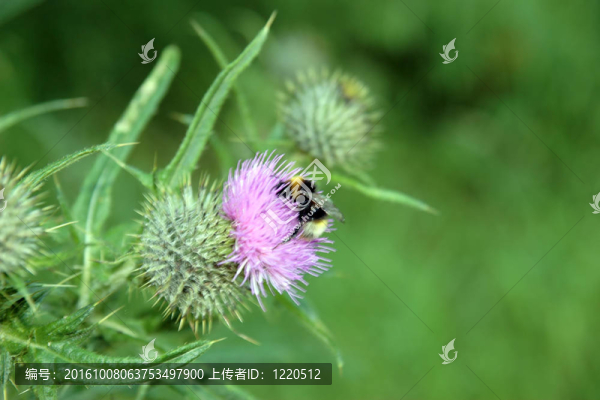 蜜蜂的生活