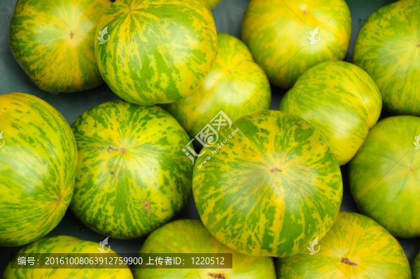 綠斑馬