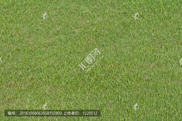完美的綠草背景