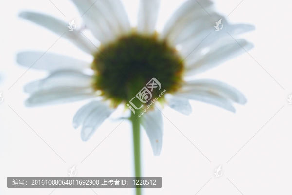 白色的雛菊