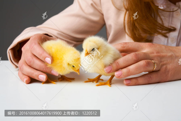 手小雞