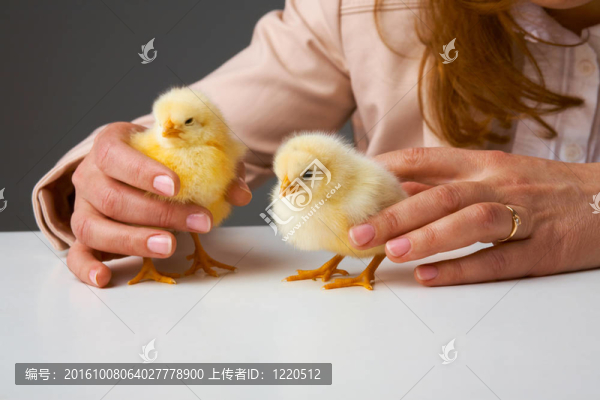 手小雞