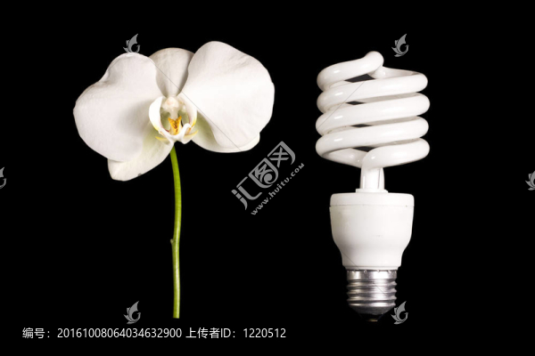 燈泡和蘭花
