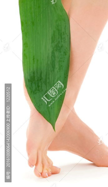 綠葉女腿