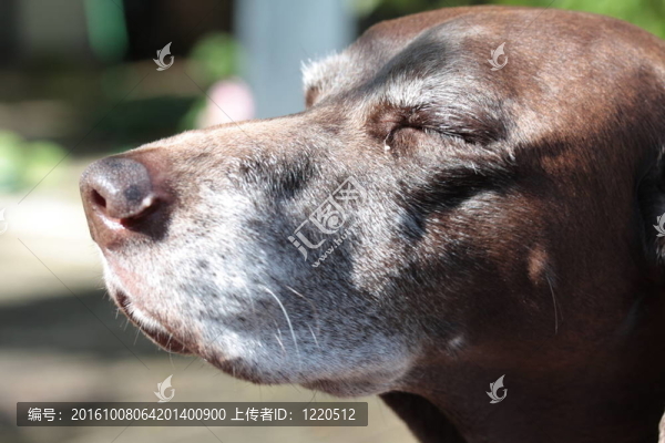 德國(guó)短毛指示犬
