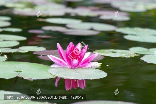 粉色的睡蓮