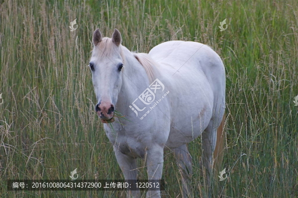 白馬威士忌