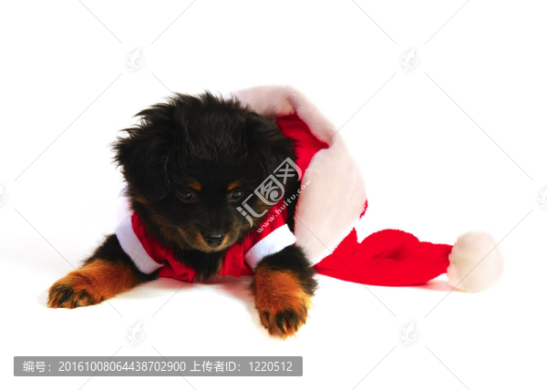 yorkipoo小狗在圣誕老人的衣服和帽子