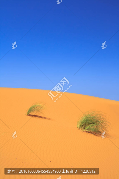 孤獨(dú)的叢狀沙丘草