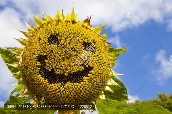 微笑的向日葵