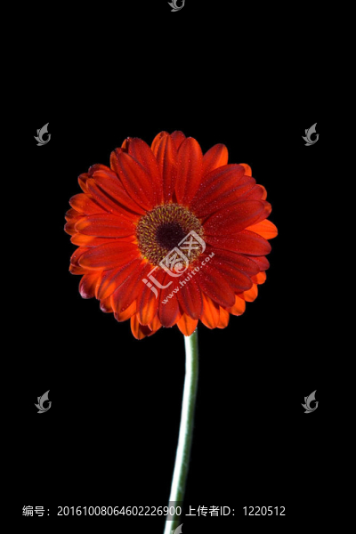 非洲菊雛菊
