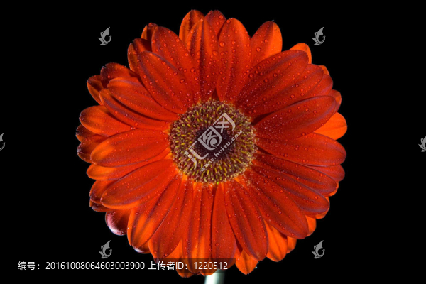 Gerbera,daisy的水滴