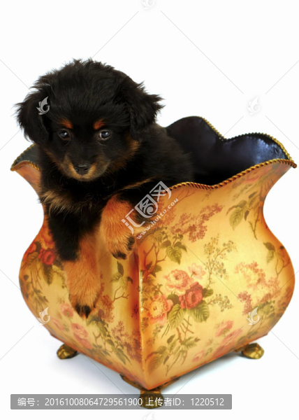 yorkipoo小狗在古董花瓶