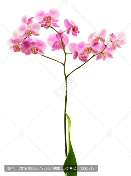 粉紅色的蘭花