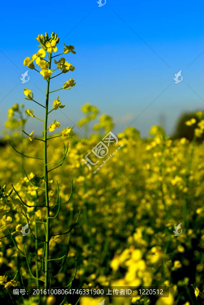 夏油菜