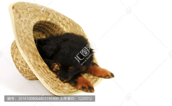 牛仔帽中的困倦的小狗