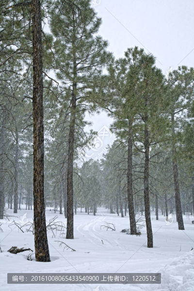 下雪的場景