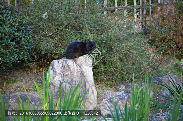 石頭上的貓