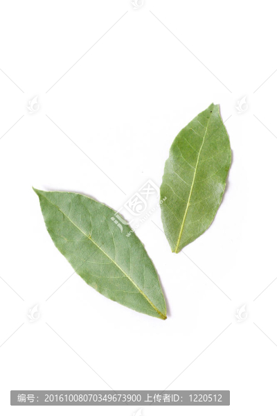 月桂樹(shù)葉