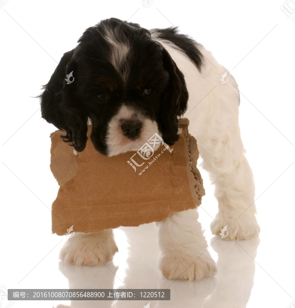 美國(guó)可卡犬的小狗繞頸一個(gè)空白的牌子