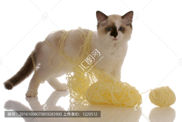 純種布偶貓玩黃紗